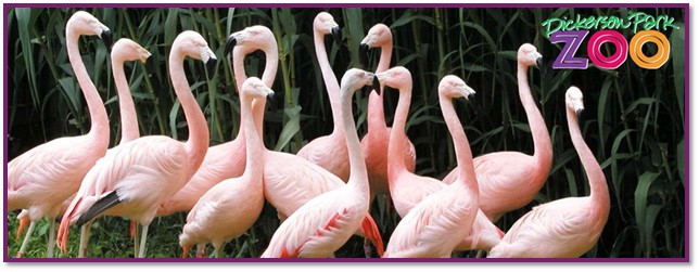 Dickerson Park Zoo